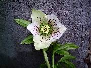 Helleborus White spotted